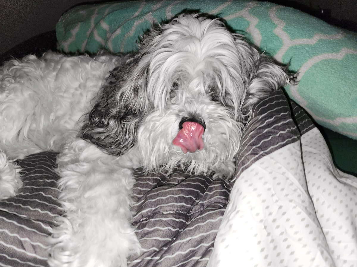 Kiki_Loves_Life's tweet photo. Good morning from the #CrabbyCockapoo https://t.co/OGhe7Snkll