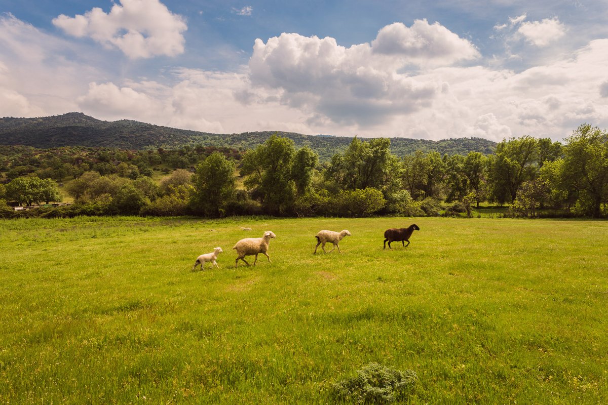DistNaturalEcov's tweet photo. ¿Vivir en plena Sierra de Gredos en un entorno saludable y sin renunciar a la compañía de otras personas? ⛰️
¡Así es #VIBIO! 70 familias vivirán en hogares eficientes en plena naturaleza, manteniendo un equilibrio entre lo privado y lo común 😍
Más: https://t.co/ponyYqahkz https://t.co/mmCL4ZAQ8t