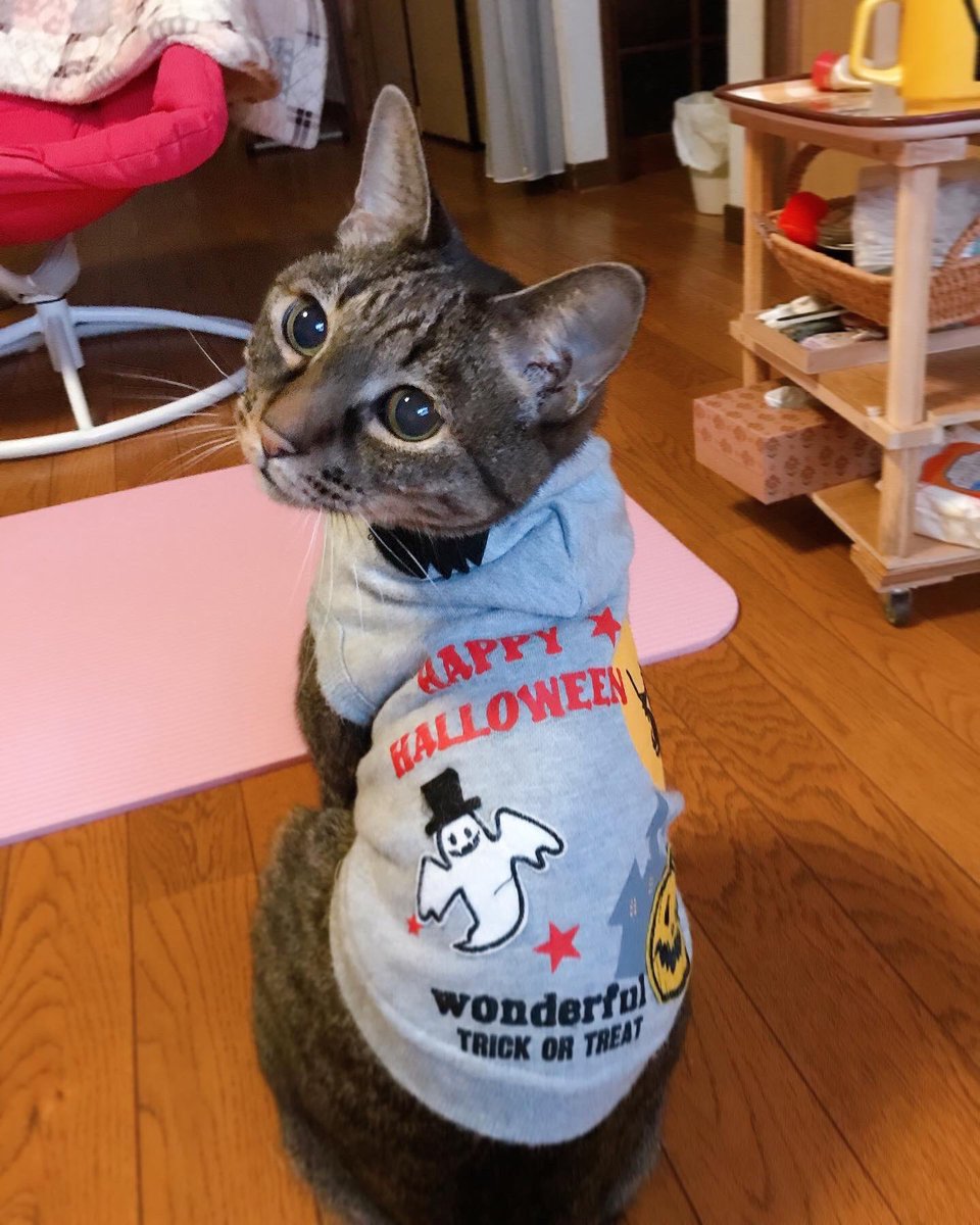 artstudioyuki's tweet photo. ハロウィン🎃 https://t.co/43VJuNpwSH