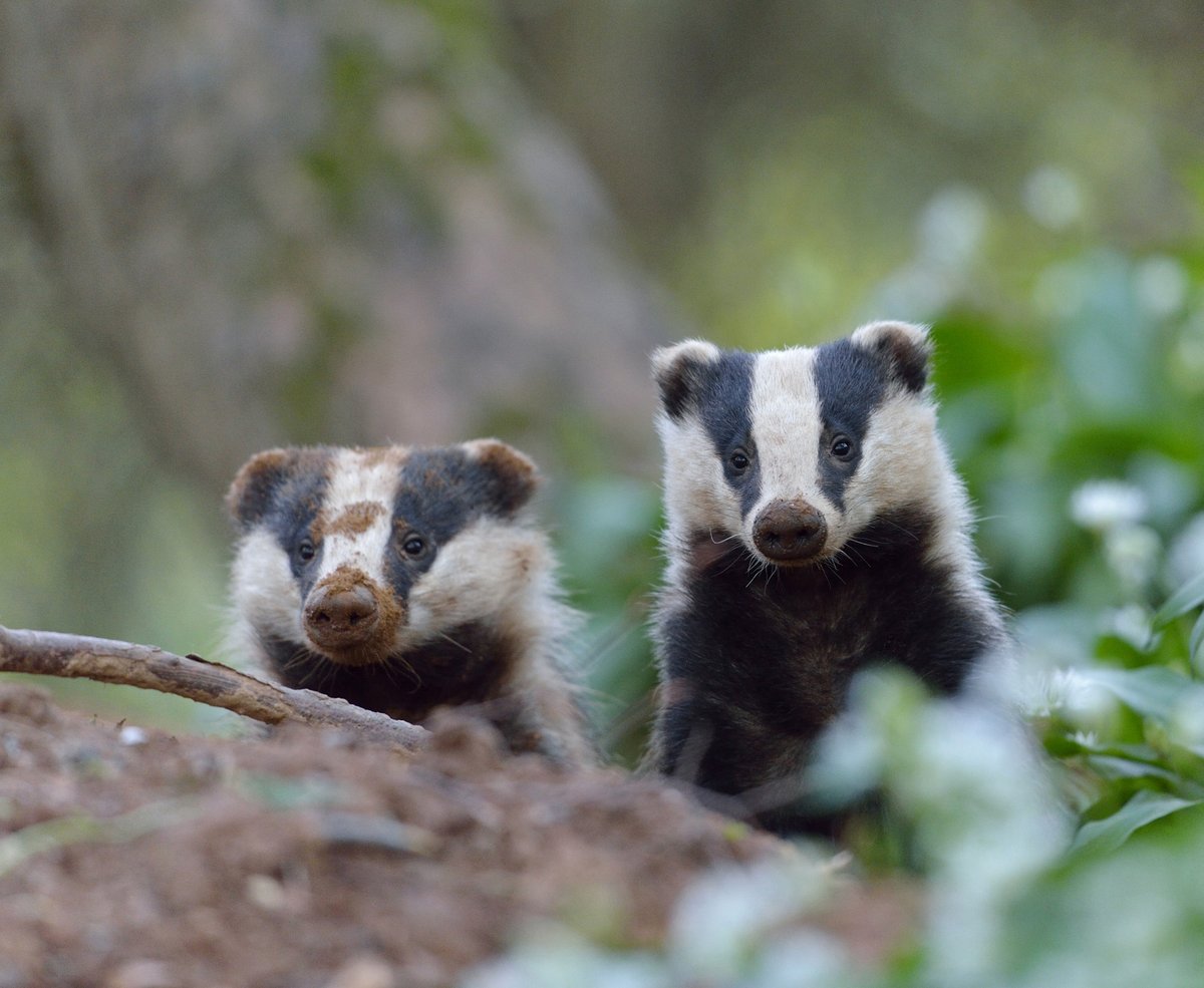 daera_ni's tweet photo. Badgers are protected animals under Schedule 5 of the Wildlife (NI) Order 1985 giving them & their setts full protection from disturbance, injury & harm. Report wildlife crime to the PSNI 101 https://t.co/tb3HTuqxA0 #OPBADGER #nationalbadgerday @PoliceServiceNI https://t.co/VMmoc32IhJ