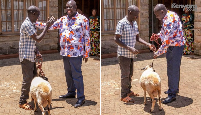 Kenyans's tweet photo. A neighbour gifts DP Rigathi with a sheep at his home in Mathira https://t.co/Es0lIfdGnz