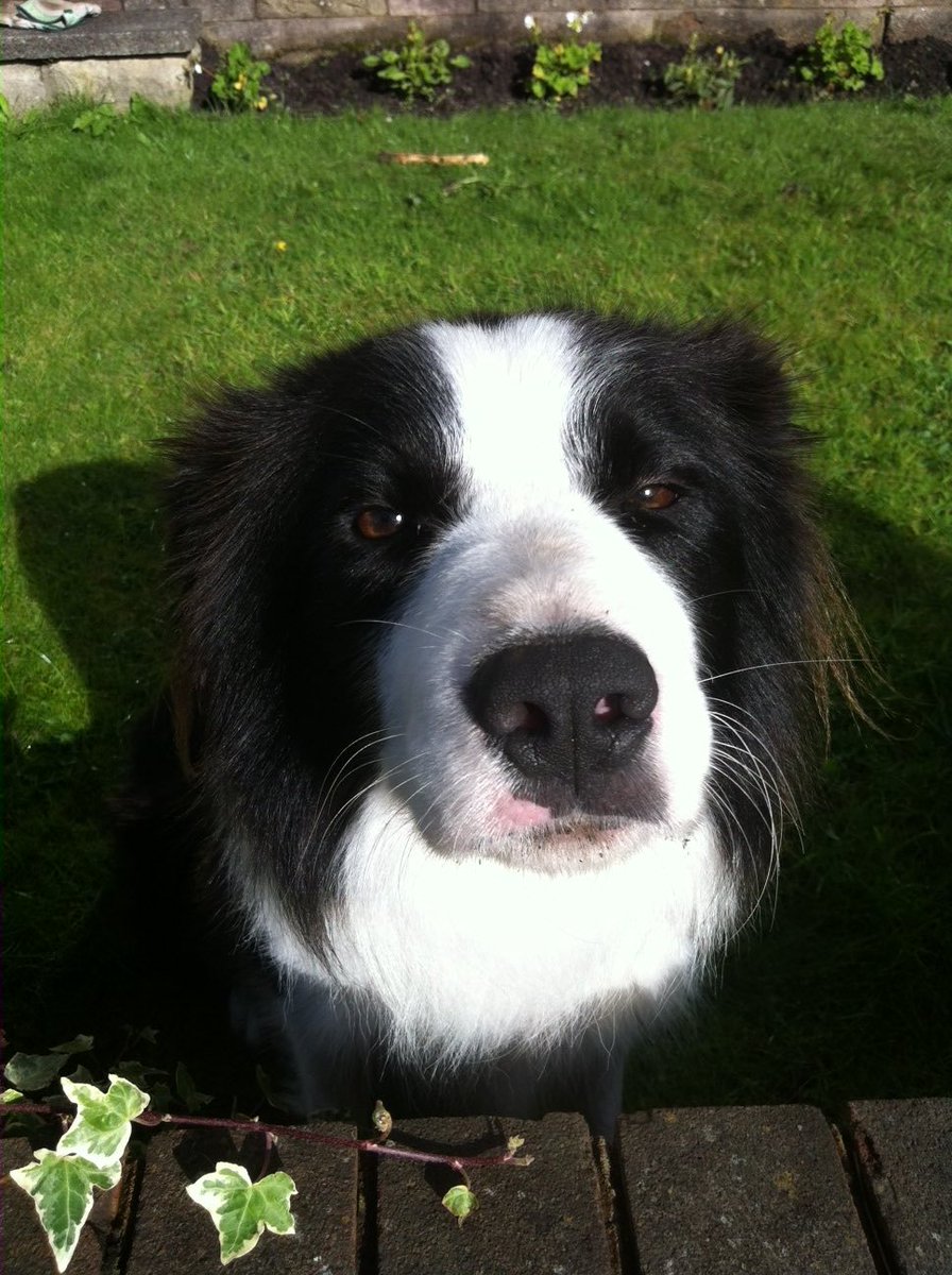 ArchieDog4's tweet photo. 06/10/2012 11am…10 yrs ago we 1st laid eyes on each other over the garden wall. At that time some other humans actually belonged to me but the stars aligned &amp; fate intervened…within an hour of meeting I had them under my spell &amp; I took them out for a walk 🐶🐾💙 #dogsoftwitter https://t.co/XxzA8X6r5s