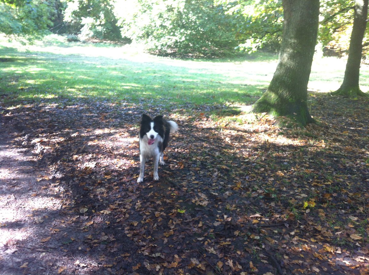 ArchieDog4's tweet photo. 06/10/2012 11am…10 yrs ago we 1st laid eyes on each other over the garden wall. At that time some other humans actually belonged to me but the stars aligned &amp; fate intervened…within an hour of meeting I had them under my spell &amp; I took them out for a walk 🐶🐾💙 #dogsoftwitter https://t.co/XxzA8X6r5s