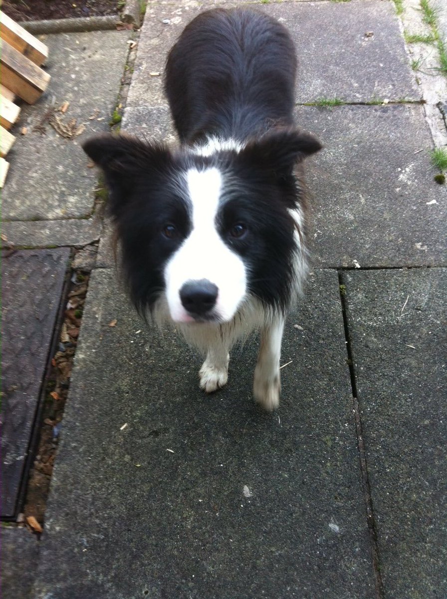 ArchieDog4's tweet photo. 06/10/2012 11am…10 yrs ago we 1st laid eyes on each other over the garden wall. At that time some other humans actually belonged to me but the stars aligned &amp; fate intervened…within an hour of meeting I had them under my spell &amp; I took them out for a walk 🐶🐾💙 #dogsoftwitter https://t.co/XxzA8X6r5s