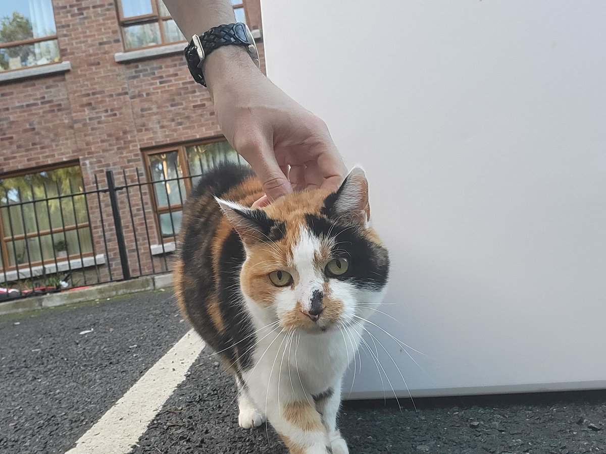 Tom__Cummings's tweet photo. Bonus pictures this week:

My new best friend 🐱 and an awesome picture Sophia made for me and brought to the class! (I promise I haven't been setting homework! 😅) https://t.co/urmvCJ2onL