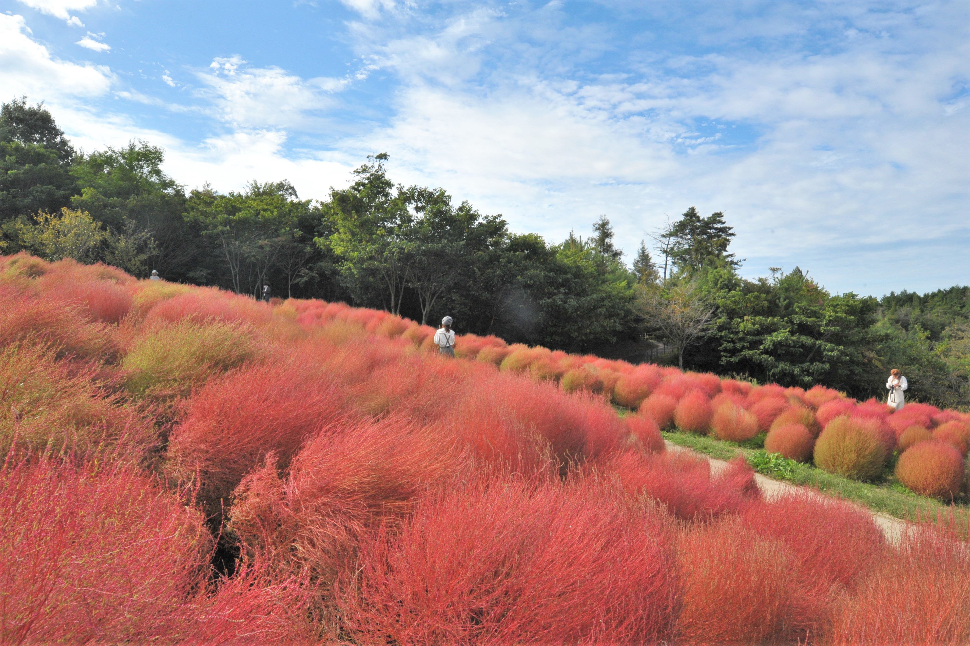 国営讃岐まんのう公園 Sanukimannopark Twitter