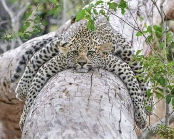 from 
<a href="/amandajanewd/">Amanda VOTE DUOPOLY OUT💕</a>