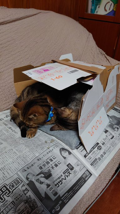 急に寒くなったから急いで小屋作ったら河川敷のハウスみたいになってしまった 