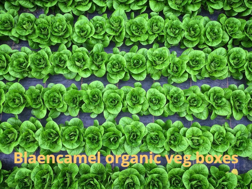 blaencamelbox's tweet photo. October veg boxes from Blaencamel farm - https://t.co/D4mcKLgji8 #vegboxes #seasonalfood #organicveg #Cardiff https://t.co/WLtNeQShn6