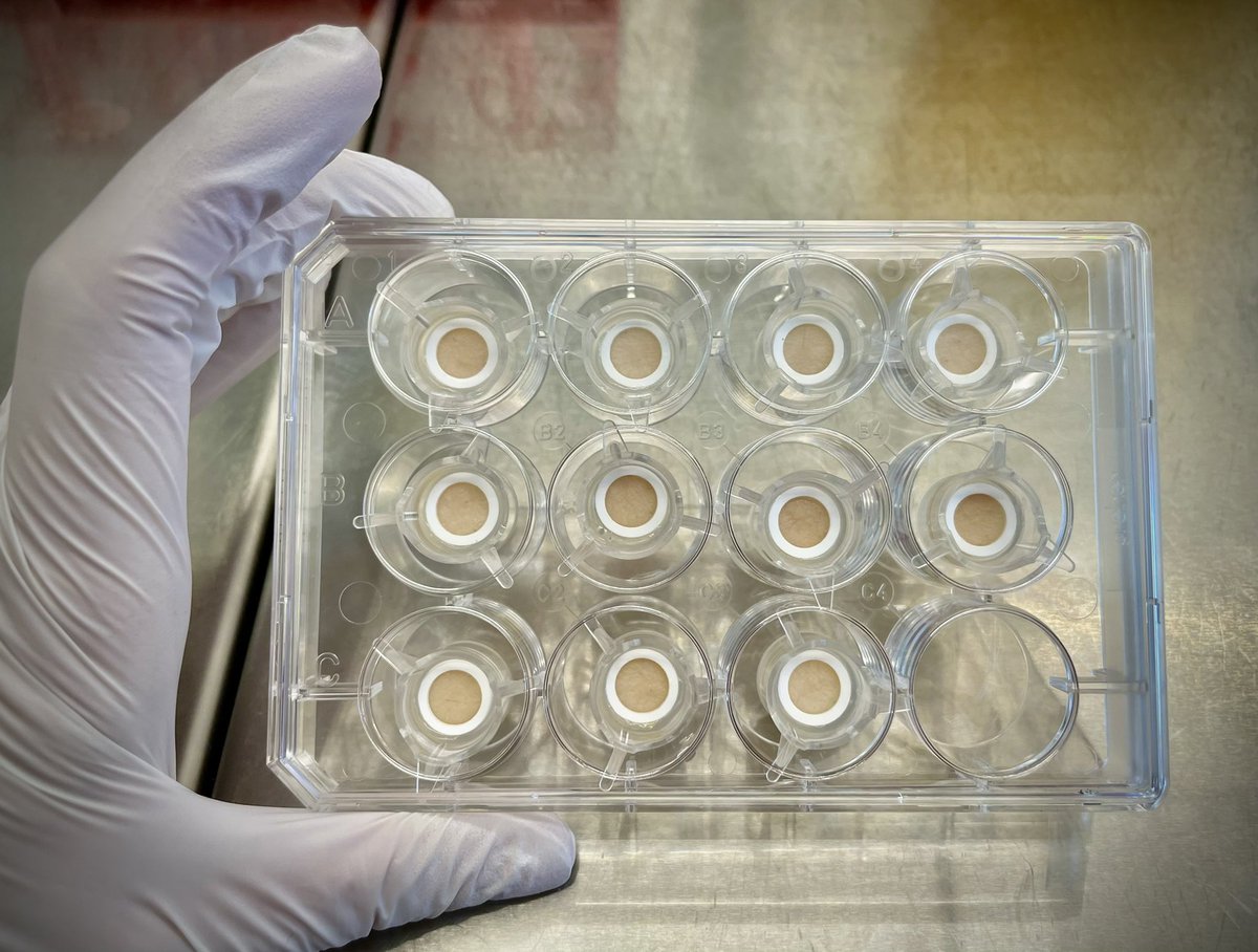 Getting ready for the first round of trial experiments using a real “human in a dish” model from <a href="/Genoskin/">Genoskin</a>  😃