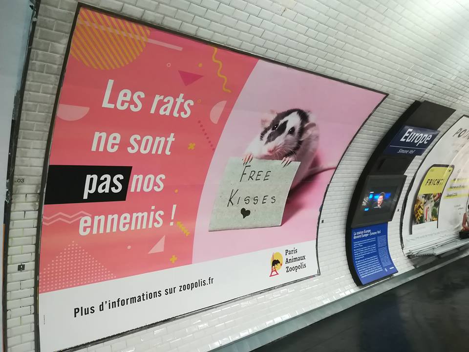 hay_laurence34's tweet photo. 🐭Les #rats sont des êtres sensibles, intelligents, joueurs et empathiques.
🩸Les méthodes actuelles sont cruelles et inefficaces : empoisonnement, piège à colle, tapette… STOP !
#TPMP #LesRatsNeSontPasNosEnnemis
https://t.co/m3YWZGWgyi
https://t.co/A2eBv4nNzZ