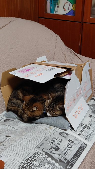 ほらみて
ハコズミイエネコの兄弟
体を柔らかくして狭いスペースにおさまるんですねぇー 