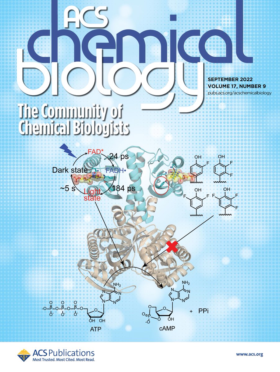 A recent publication using #CLFULTRA to investigate light-activated proteins in the BLUF domain was featured on the supplementary journal cover of ACS Chemical Biology! Find out more about the publication ➡ tinyurl.com/mrmws3ne