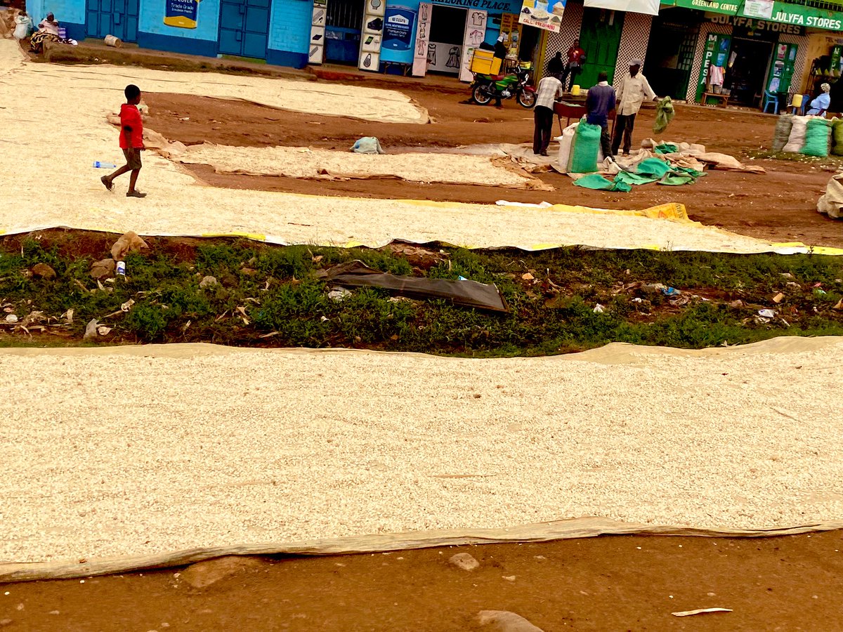 Sheilah Birgen on Twitter "It is harvesting season in Uasin Gishu