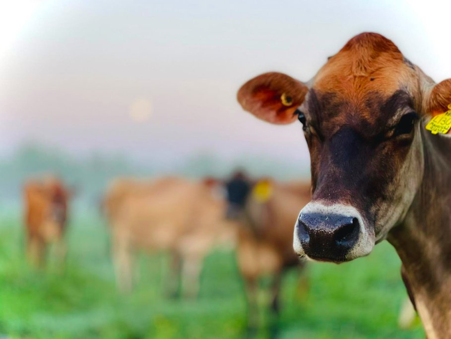 Cover your assets! Our October Newsletter features cover cropping resources, Nice Farms Creamery, and a host of other regen ag news. mailchi.mp/fde6dddc6069/c…