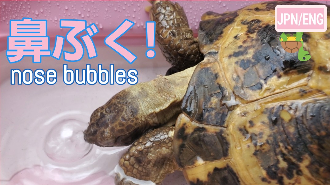 hiipii_channel's tweet photo. ぴーちゃん数年ぶりのお風呂🐢♥️YouTube見て下さい😍↓
https://t.co/oK4bXnUMoi
↑Pii-chan, the tortoise had a nice bath for the first time in a while.🐢
#リクガメ #癒し #toroise #お風呂 #Youtube https://t.co/cbXGiiaxZ1