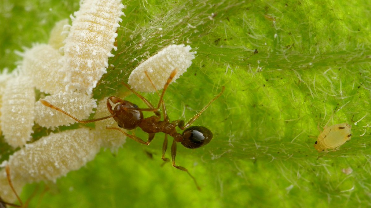 ChouvencL's tweet photo. The aphid says it feels "neglected".

An ongoing investigation will determine if there was malicious intent from the ant, and If a pre-existing collusion with mealybugs have lead to such discrimination. https://t.co/TlhXniYYWz