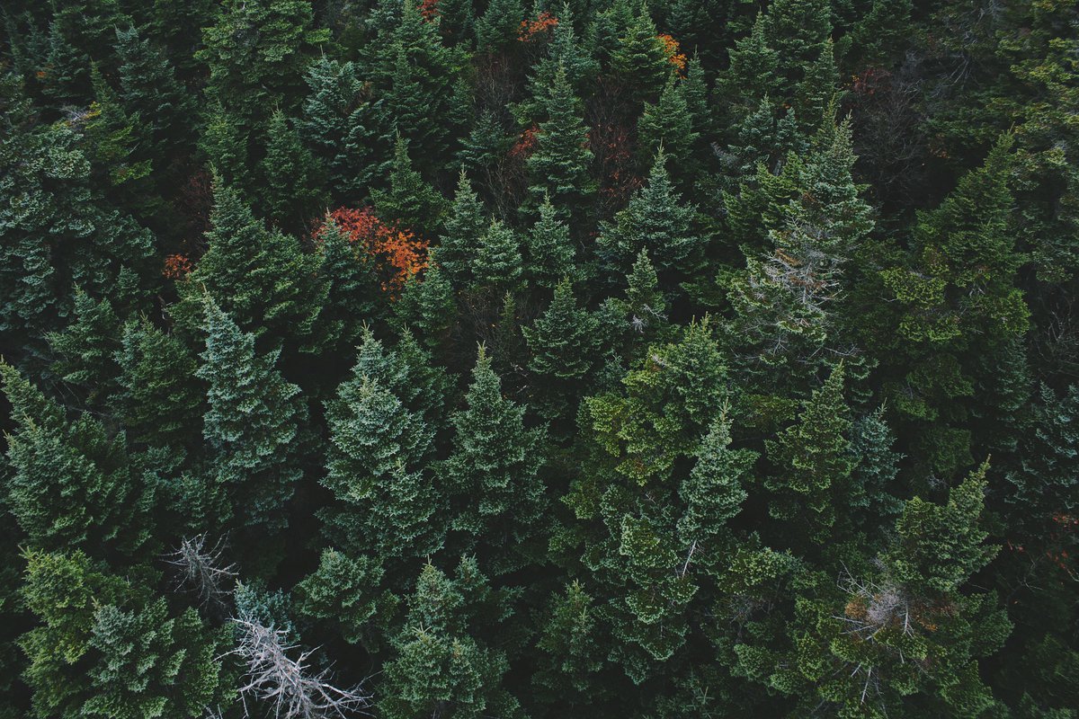 Something that is SEMPERANNUAL unfailingly happens every year.
Something that is SEMPITERNAL is unchangingly eternal.
Something that is SEMPERJUVESCENT is forever looking younger.
Two things that are SEMPERIDENTICAL are perpetually the same.
An evergreen tree is a SEMPERVIRENT.