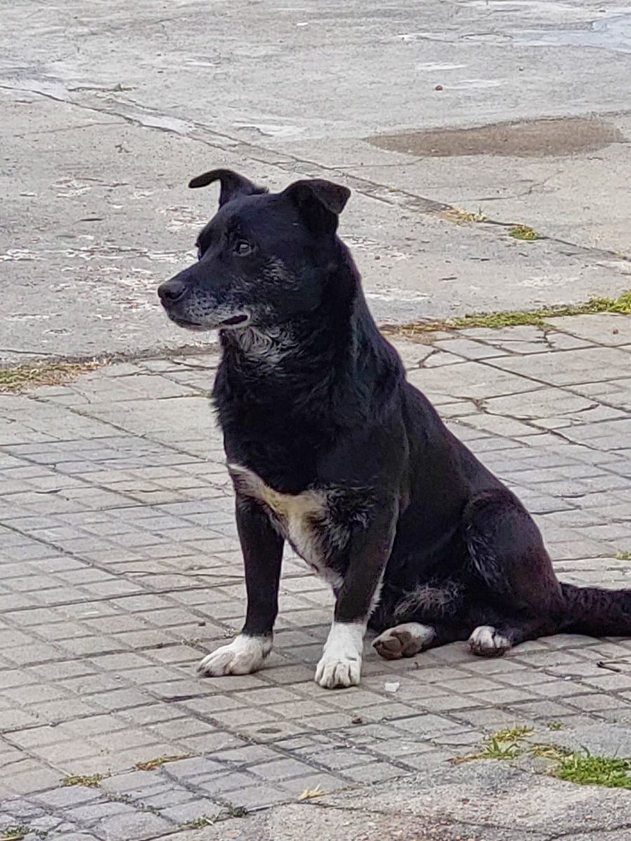 LuisaLa11899830's tweet photo. Perrito que apareció en la calle. Muy domesticado. Tamaño mediano a chico. Yo ya tendo un "callejero alemán". No puedo otro. Si alguien lo quiere. https://t.co/p4cYTXzSMd