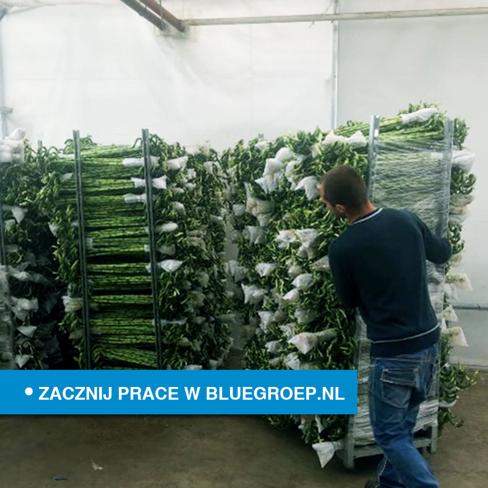 BlueGroep's tweet image. VACATURE: Productiemedewerker bamboe in Gravenzande. Bekijk de #vacature op bluegroep.nl/vacatures/prod… #blue #bluegroep #Gravenzande #werk