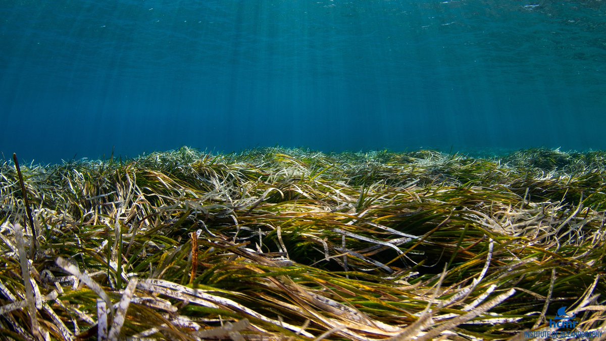 HcmrInOcean's tweet photo. 🗺#MoNaProject: #Mapping and #ecologicalassessment of crucial #marinehabitats!
🌿#Seagrassmeadows of the #Mediterranean endemic #Posidoniaoceanica, presented extensive cover in the shallows of #Santorini #Caldera. This habitat fringes much of the..➡️https://t.co/x6QQjGgdxt https://t.co/h3DrOCdove