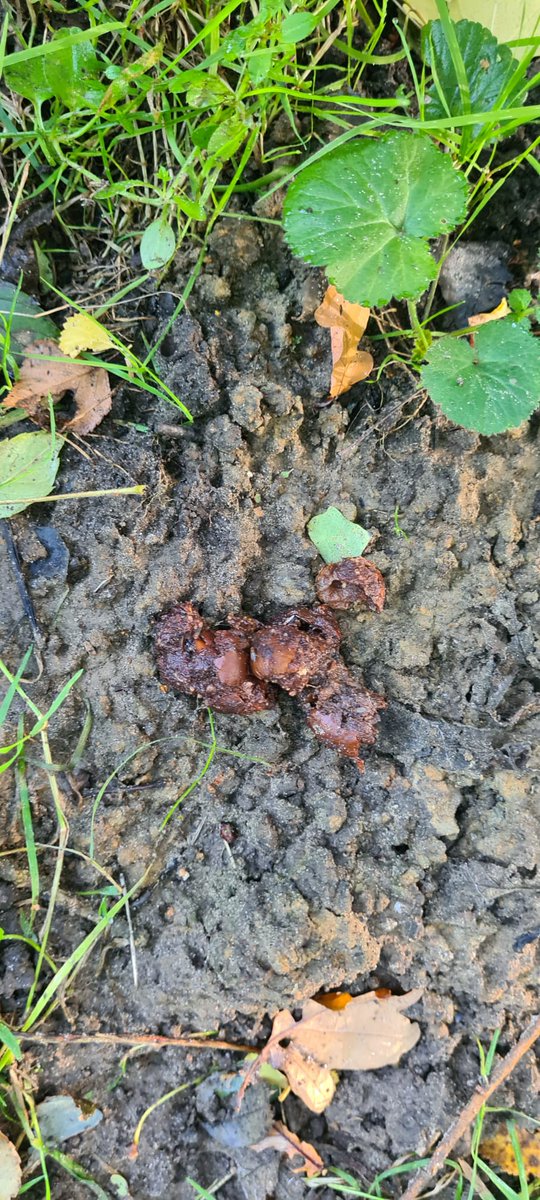 You know it's National Badger Day when your better half gets excited enough to WhatsApp you this at work 😁🦡 #NBD22 #NationalBadgerDay <a href="/BadgerTrust/">Badger Trust</a>