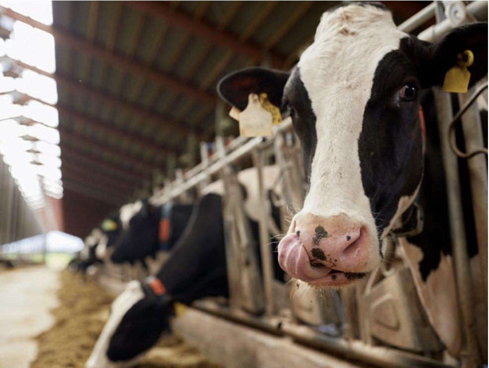 FarmingFutures's tweet photo. We have 117  technical papers about dairy cow health and welfare in the National Libraries for Agri-Food. Have a browse here: 

https://t.co/lIAOIQ7UX1 https://t.co/kDrXm5obPl