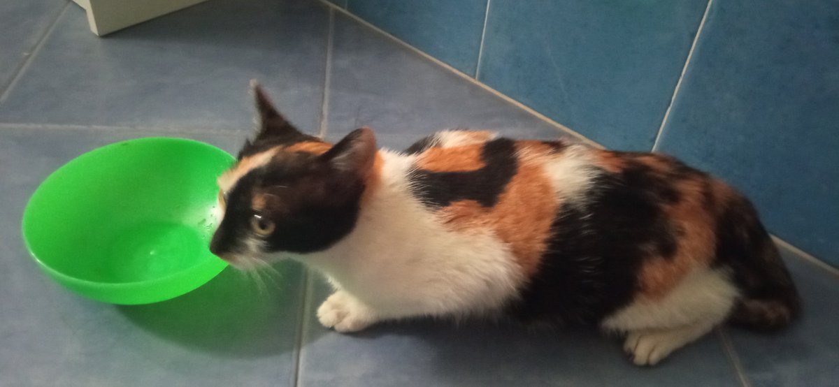 graytaces's tweet photo. No creo que llegue a nada porque no me sigue ni el tato pero he encontrado esta gata en Guillarei (Pontevedra) Estaba abandonada y no puedo quedarmela, por favor tengo que encontrarle un sitio donde pueda quedarse pronto. https://t.co/0nZw7PhMiC