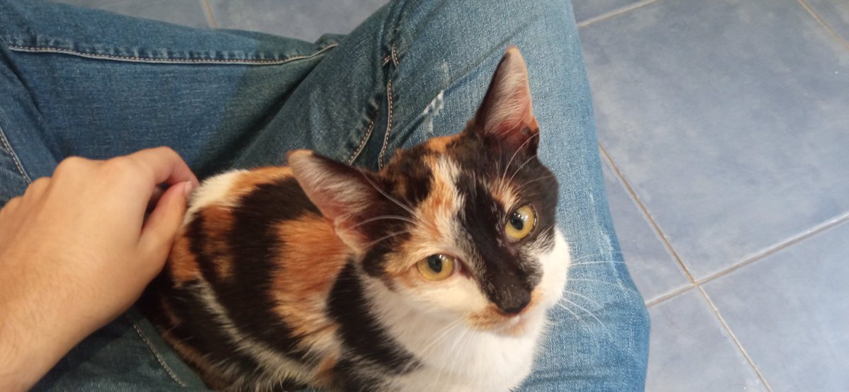 No creo que llegue a nada porque no me sigue ni el tato pero he encontrado esta gata en Guillarei (Pontevedra) Estaba abandonada y no puedo quedarmela, por favor tengo que encontrarle un sitio donde pueda quedarse pronto.