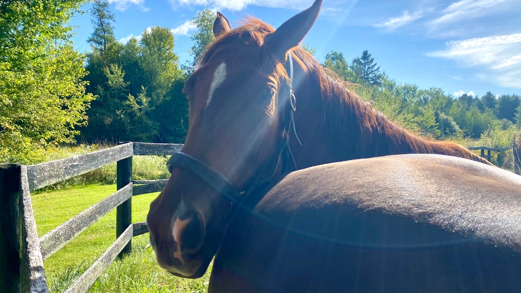 LongRunTB's tweet photo. These two Stable Stars, Pink Lloyd and Riker, are inseparable, they both have such chill dispositions. A perfect duo.
#ottb #longrun_tb #thoroughbred #horsesofinsta #horses #horselove #geldings #farms #fall #fallfarms #equine #equestrians #equineathletes #stablestars https://t.co/ilN81pCpSv
