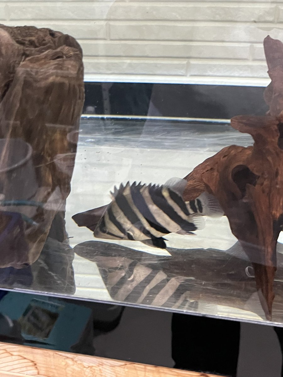 新入りダトプラキャット10粒は食べてくれる
ほんとアクアの場合手がかからんほうが可愛いわ