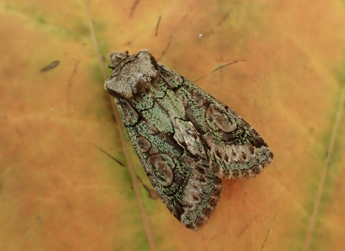 Moth du jour: Green-brindled Crescent (Allophyes oxyacanthae). Like a winged jewell..... #TeamMoth #GlosMoths