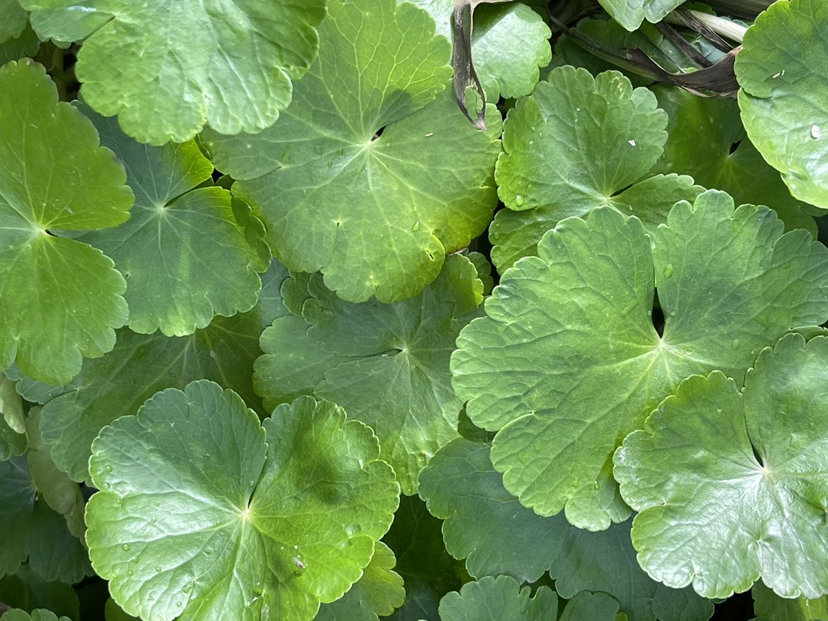 Phil Brewin tweet media