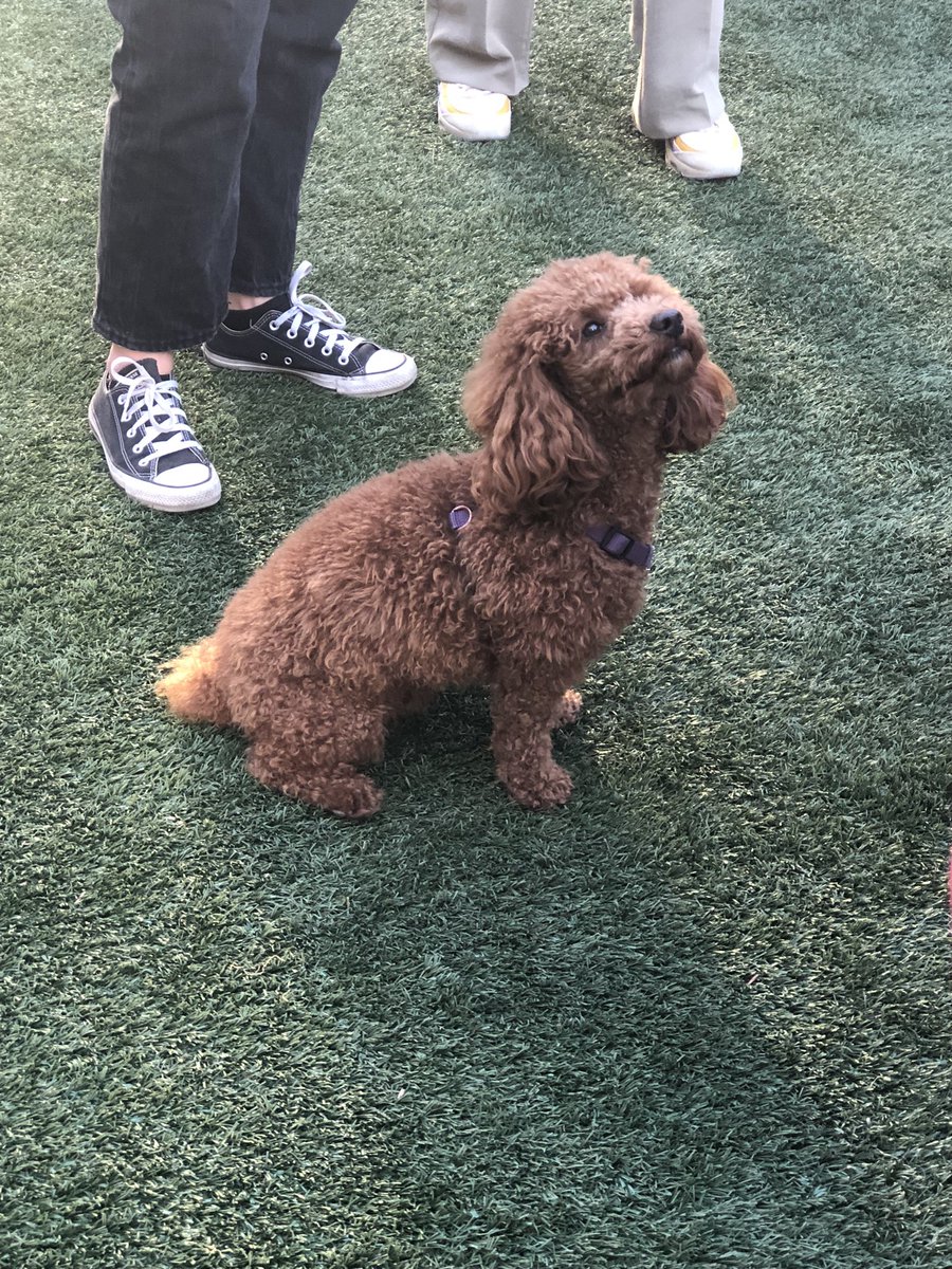 #BrewsandChews <a href="/stacktmarket/">stackt</a> THANK YOU for hosting a FAB meet and greet event with the #StraysTVShow cast and many fur babies. <a href="/NicolePower3/">Nicole Power</a> <a href="/nikkiduvy/">Nikki Duval</a> <a href="/tinayjung/">Tina Jung</a> #emilypiggford #frankcoxoconnell