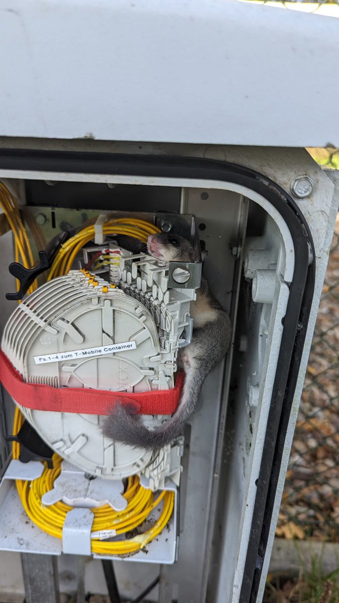 Guckguck, guck ma wer da isch.