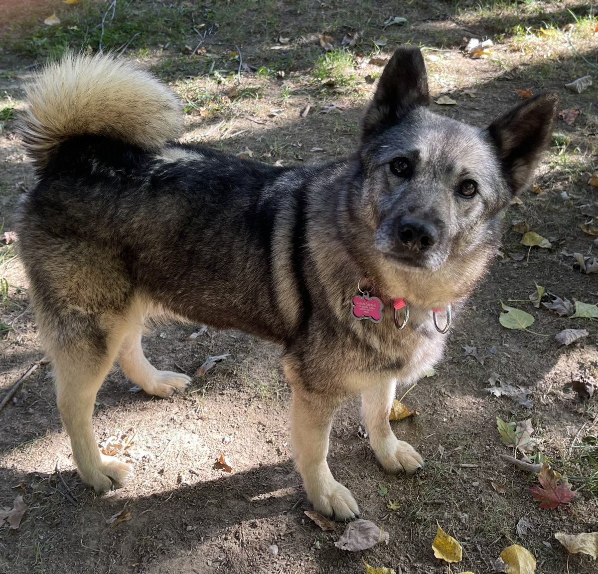 MElkhound's tweet photo. I’d like to introduce my new elkie sister, Matilda. She’s six and was just released from a puppy mill where she spent her life breeding pups. She’s a sweetie and so affectionate. She follows mom everywhere. I’m a tad jealous💜#learningtodog https://t.co/bp1pZdWwIs