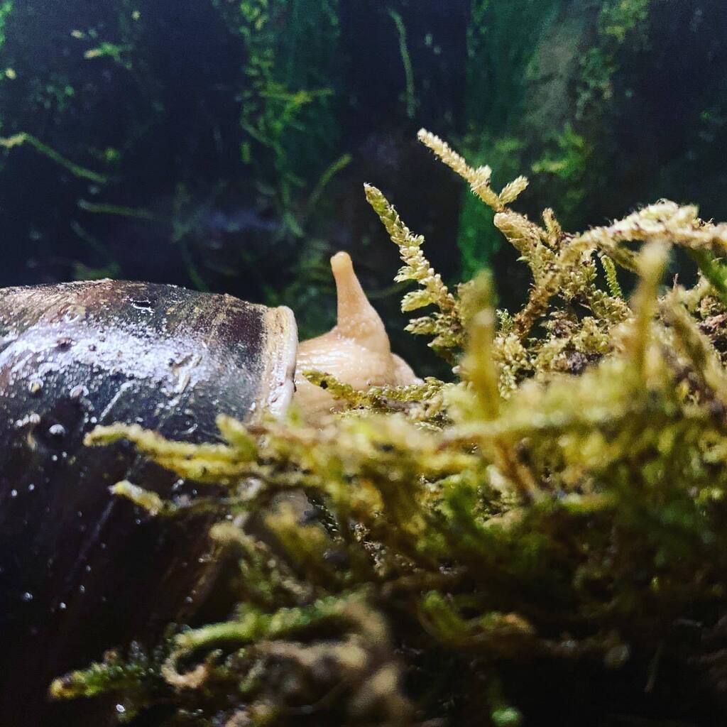 SweetGiantSnails tweet media