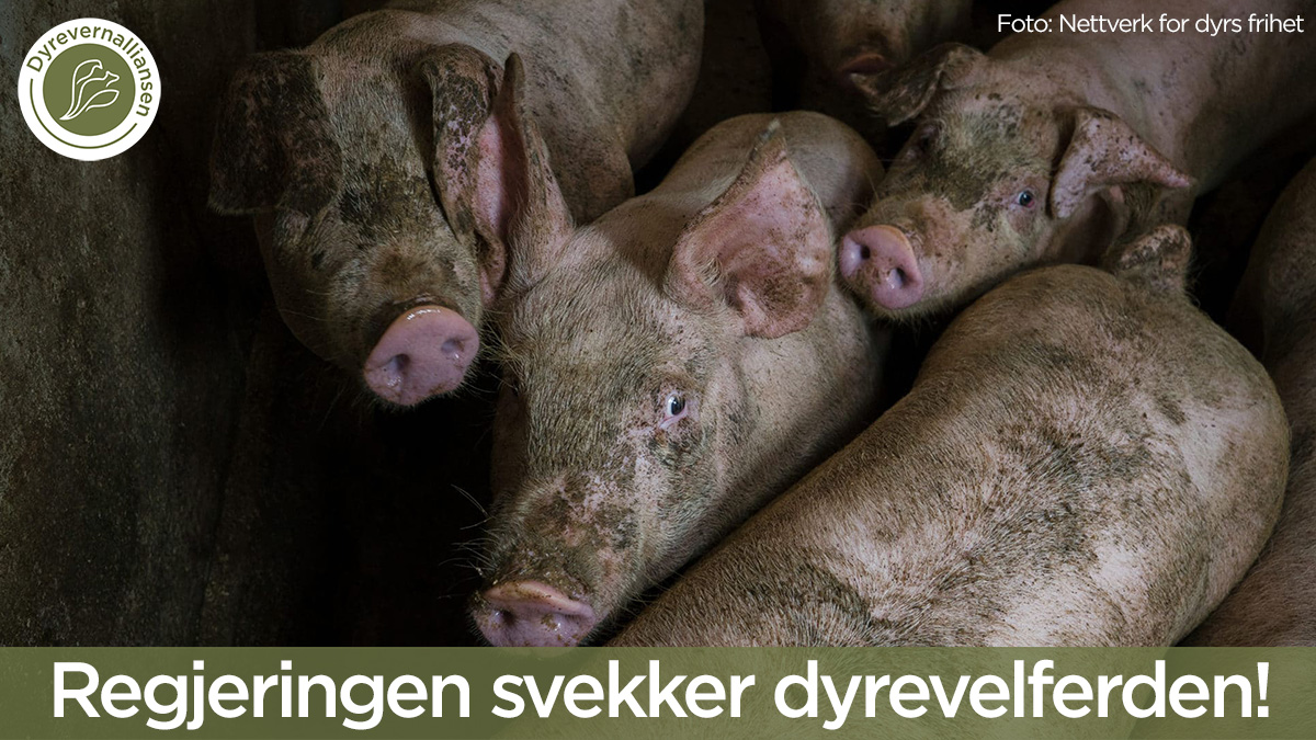 💔Dyrevernalliansen og flere andre dyrevernorganisasjoner får kutt i støtte
💔Lovet satsing på Mattilsynet uteblir
💔Dyrevelferdsmeldingen utsettes

dyrevern.no/landbruksdyr/s… 

#dyrevern #dyrevelferd #statsbudsjettet

<a href="/SVparti/">SV</a> <a href="/Venstre/">Venstre</a> <a href="/Partiet/">Miljøpartiet De Grønne (MDG)</a>
<a href="/Hoyre/">Høyre</a> <a href="/frp_no/">Fremskrittspartiet</a> <a href="/KrFNorge/">Kristelig Folkeparti</a> <a href="/Raudt/">Rødt</a>