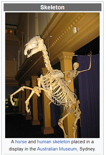 This Thursday brought to you by the blessed information that on the wikipedia page for skeletons, THIS is the image they went for