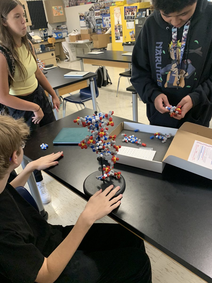 MrsKent_OPHS's tweet photo. The PBS classes put together DNA models! @Northmen_OPHS @mrsjgosney #DNA #PLTW #biomed #students #electivescience #deoxyribose #freshmen https://t.co/NMZCR6X3Nv