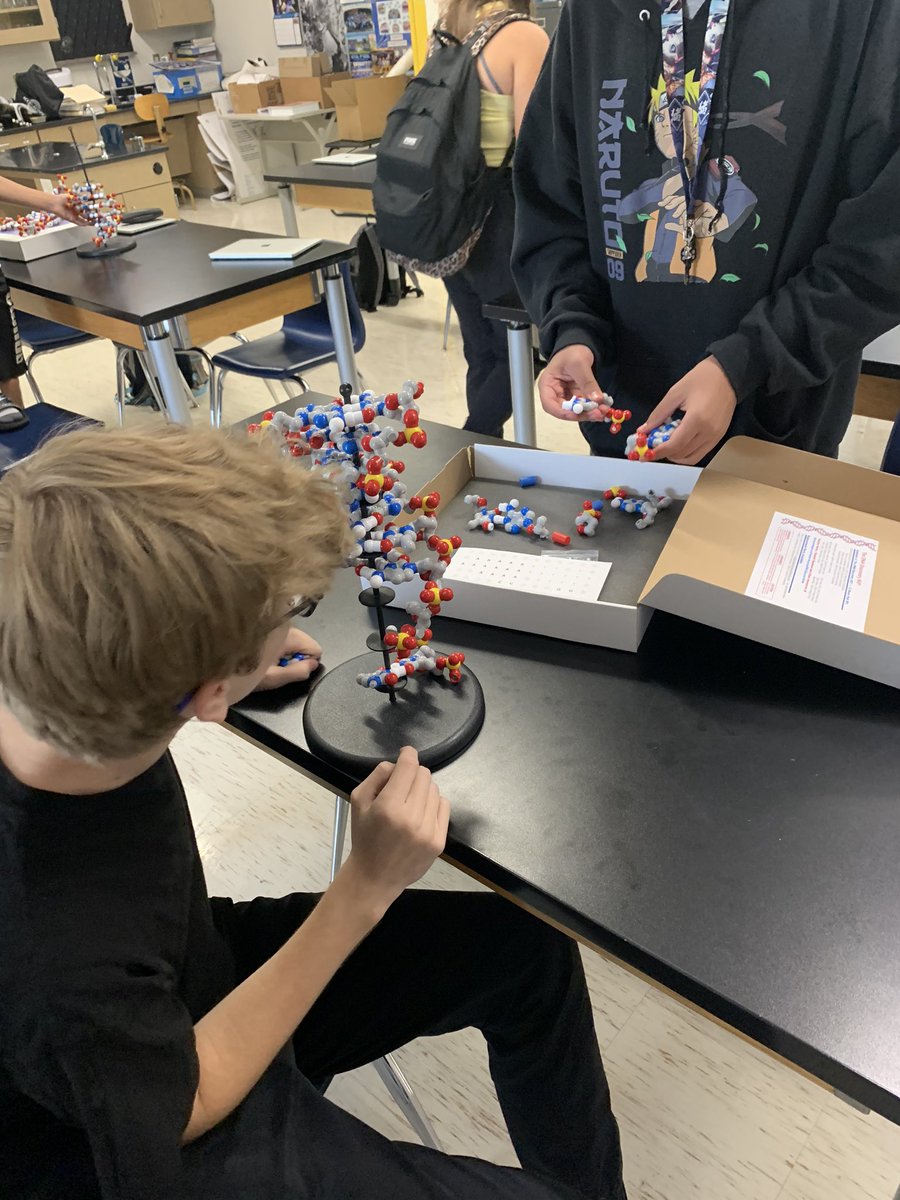 MrsKent_OPHS's tweet photo. The PBS classes put together DNA models! @Northmen_OPHS @mrsjgosney #DNA #PLTW #biomed #students #electivescience #deoxyribose #freshmen https://t.co/NMZCR6X3Nv