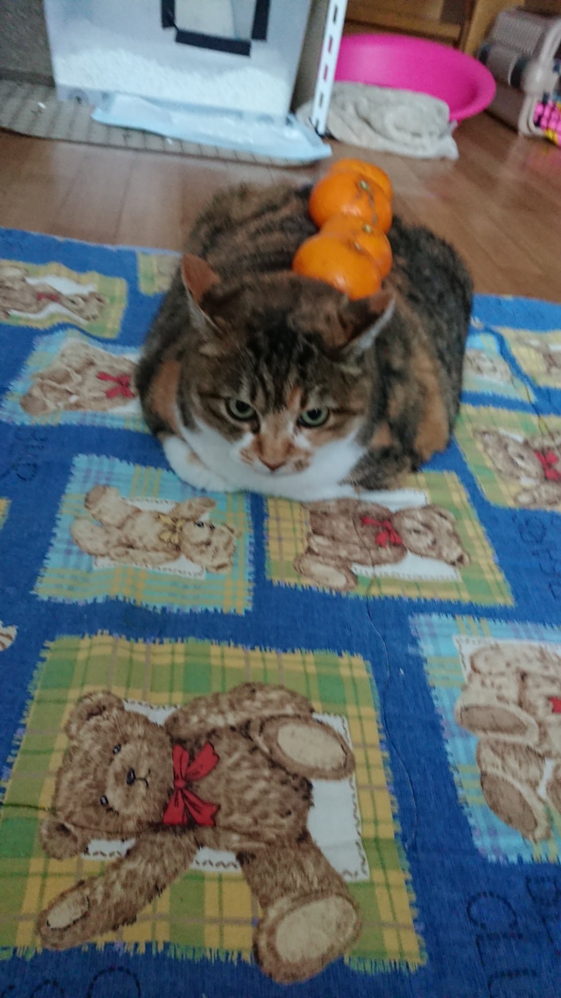 らんらんるー Azur Lane Graf Zeppelin Beachside Urd Ver. 1/7 Figure Alter