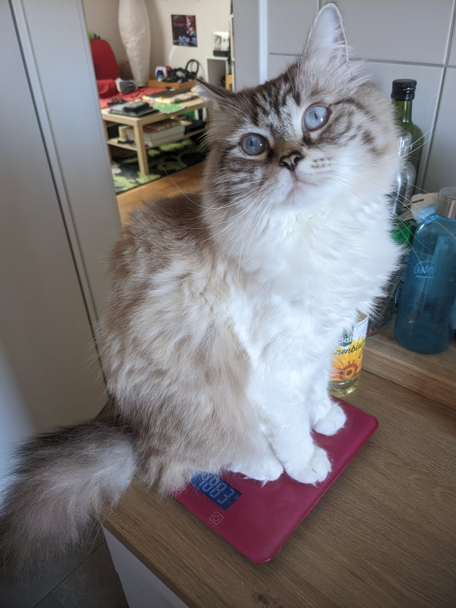 kev_lan's tweet photo. - Give me 5kg cat!
- Sorry, best I can do is... https://t.co/MG4mmpPfHu