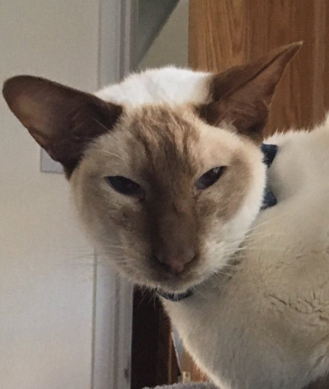 Diablo_Siamese's tweet photo. Is it #WishfulThinking or is this #HandsomeDevils  #MeezerMask starting to come back? 🤔 @jolenehunter #CatsOfTwitter #catsofinstagram https://t.co/HJDE0o9hUL