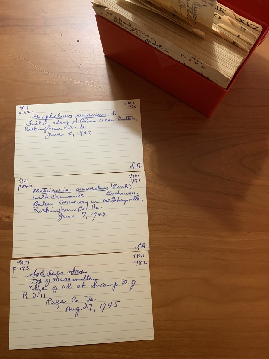 Case-example of why historical field notes are essential to biodiversity research: reconnecting Lena Artz specimens &amp; label data after more than 70 years and 100 miles apart. These lost lambs will soon join their flock on #iDigBio &amp; #GBIF as research infrastructure.
