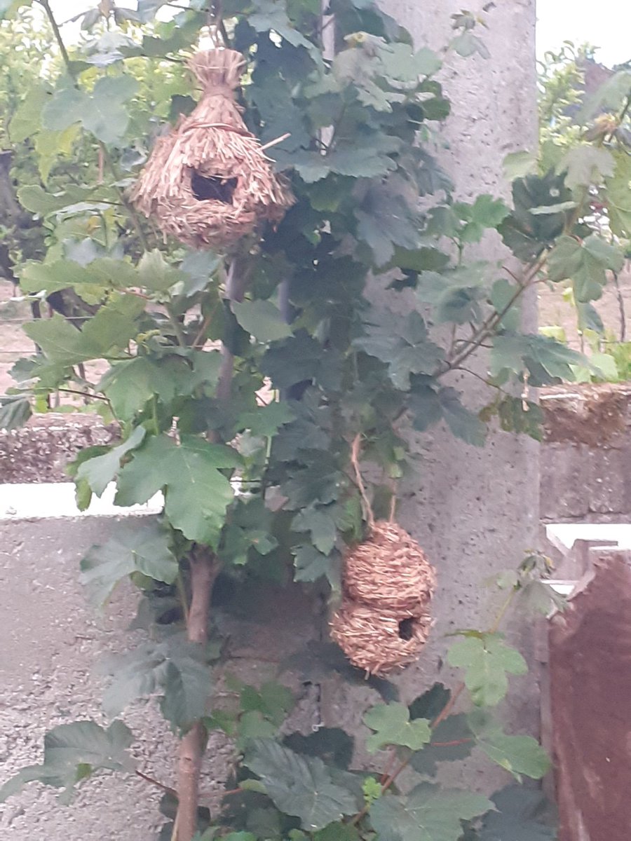 QuintaMorNature's tweet photo. @QuintaMorNature #nest #rurallife #nostress #relax https://t.co/w8BaCAiWev