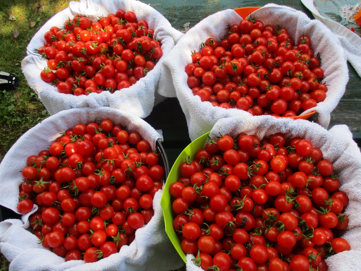 TakeActionGroup's tweet image. Thanks to this Amazing Teacher Marina Clyde All of the Students at @john_high Assisted in providing an Abundance of Fresh Veggies to the Community this Season!!