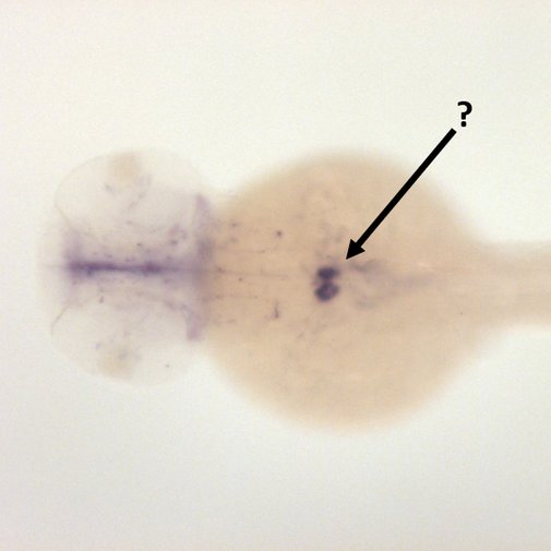 Zebrafish Rock! tweet media