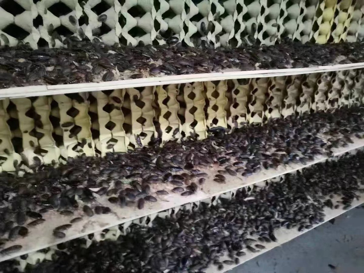 goshui38's tweet photo. 杜比亚蟑螂爬宠喜欢的活体饲料
高蛋白 出全规格15383385178 https://t.co/dcBxQdiWNS