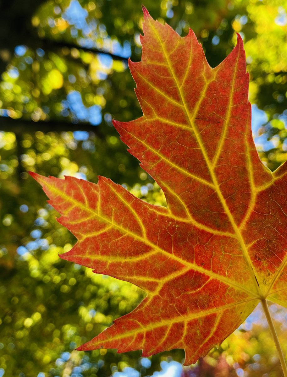 Stephanie Lazzaro tweet media